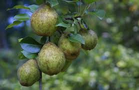 Pear -Keiffer