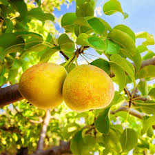 Pear - Orient