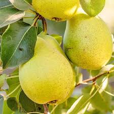 Pear - Southern Bartlett