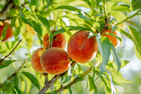 Peach - Tropic Beauty