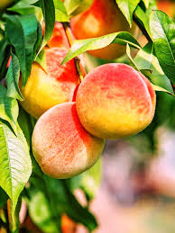 Peach - Flordabelle