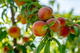 Peach - Flordaprince