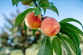 Peach - Tropic Snow