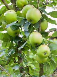 Apple - Dorsett