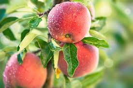 Apple - Tropic Sweet