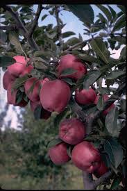 Apple - Arkansas Black
