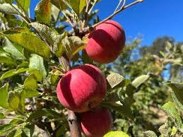 Apple - Winesap