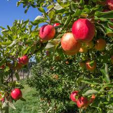 Apple - Anna