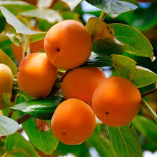 Persimmon - Deer Candy - Rosseyanka