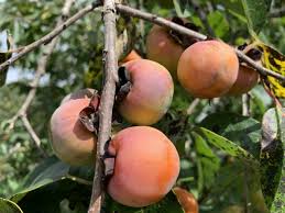 Persimmon - Deer Candy - Morris Burton