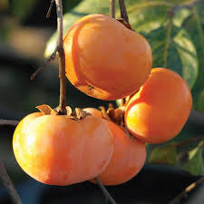 Persimmon - Ichi