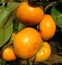 Persimmon - Izu