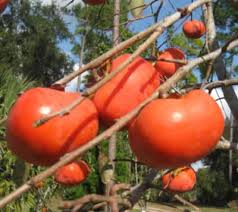Persimmon - Great Wall