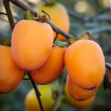 Persimmon - Saijo