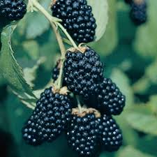 Blackberry - Ouachita