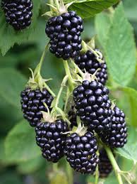 Blackberry - Natchez