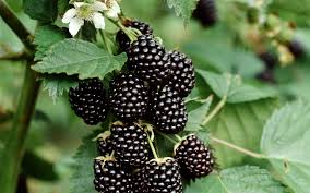 Blackberry - Von