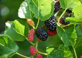 Mulberry - Everbearing