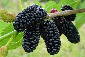 Mulberry - Black