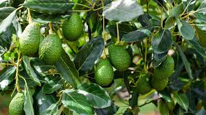 Avocado - Hass