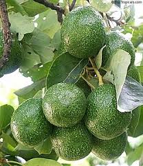 Avocado - Choquette