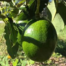 Avocado - Monroe