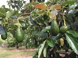 Avocado - Nishikawa