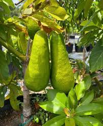 Avocado - Russell