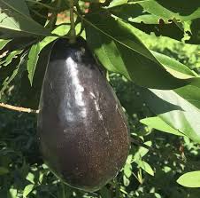Avocado - Brogdon