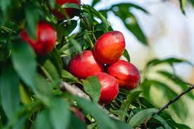 Nectarine - Sunraycer