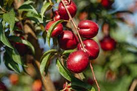 Nectarine - Sunhome