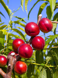 Nectarine - Sunbest
