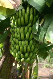 Banana - Chiquita