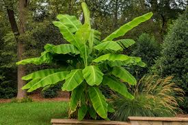 Banana - Basjoo
