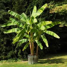 Banana - Dwarf Cavendish