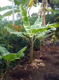 Banana - Variegated