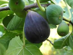 Fig - Black Mission