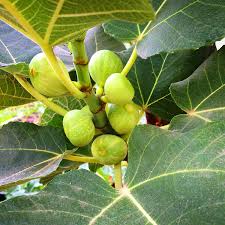 Fig - Kadota