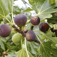 Fig - Violet De Bordeaut