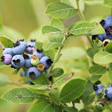 Blueberry - Native Wild