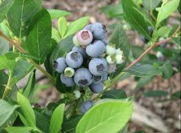 Blueberry - Georgia Dawn