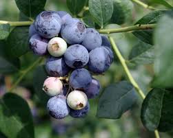 Blueberry - Keepcrisp Southern Highbush