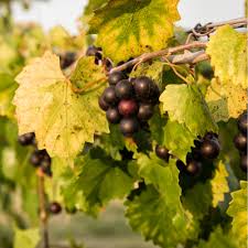 Grapes - Cowart Black Muscadine