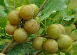 Grapes - Carlos Bronze Muscadine