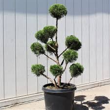 Sea Green Juniper - Topiary