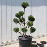 Sea Green Juniper - Topiary