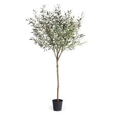 Olive - Topiary