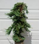 Pro Nana Juniper - Staked
