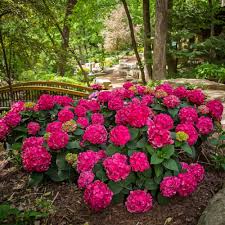 Hydrangea - Summer Crush