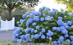 Hydrangea - Big Daddy